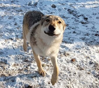 československý vlčiak - 5