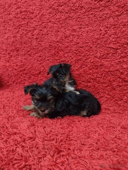 Yorkshirsky teriér, Yorkshire, York - 5