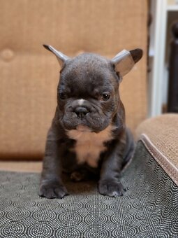 Francúzsky buldoček modrý - 5