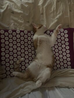 Kocur Rudolf zadarmo - 5