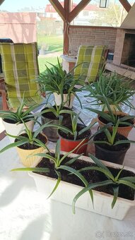 Predám Aloe Vera - 5