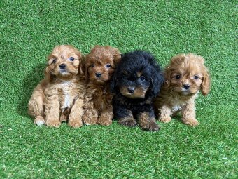 Cavapoo - 5