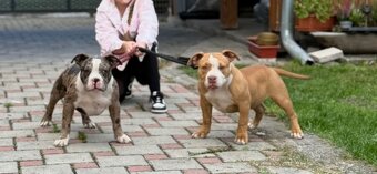 American bully - 5