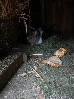 Predám králiky - 5