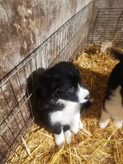 Border kólia šteniatka - 5