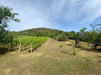 PREDAJ Nádherná vinica s chatkou, Hrušov - 5