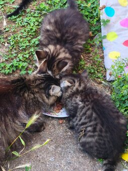 Maine coon , kríženci od Nórskeho otca - 5