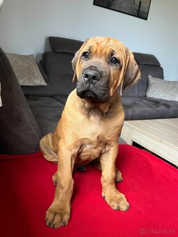 Tosa Inu - Štěňátka s PP - 5