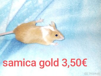 Farebné myši samice - 5