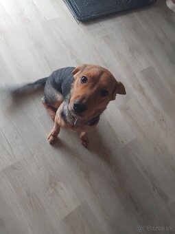 Darujem steniatko - 5