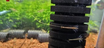 Krevetky Atyopsis Moluccensis (Bamboo Shrimp, Molucká) - 5