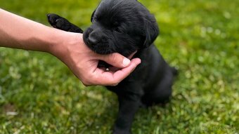 Šteniatka labrador - 5