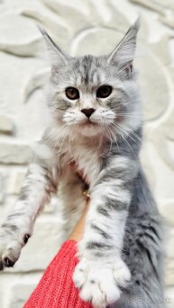 ⚜️Maine Coon s PP Mainská Myvalia - 5