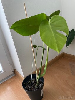 Monstera - 5