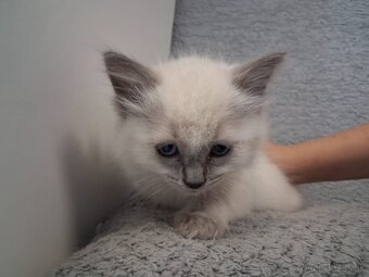 Ragdoll mačiatka na predaj - 5