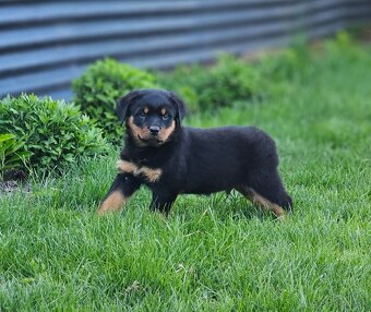Rotvajler,rotveiler,rotvailer,rotwailer,rotweiler na predaj. - 5