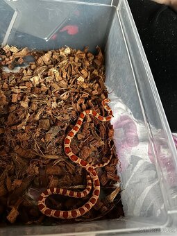 Užovka červená (Pantherophis guttatus) - 5