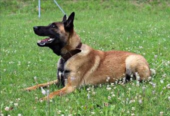 Belgický ovčiak malinois - 5