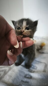 Maine coon mačička mco Mainska myvalia - 5