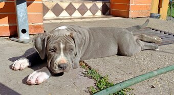Americký stafordšírský teriér, American Bully XL - 5
