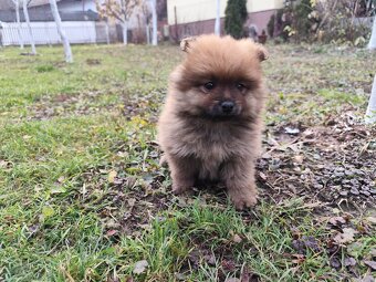 Nemecký Špic malý - 5