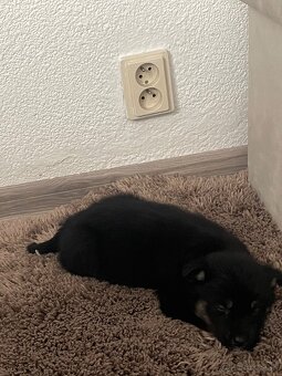 Šteniatko fenka - 5