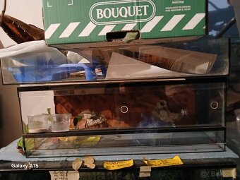 Predam Gekončiky - 5