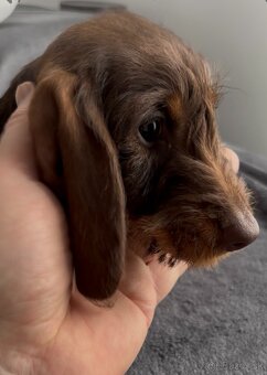 Jazvečík drôtosrstý kraličí, trpasličí - 5