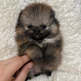 Pomeranian mini Boo - 5