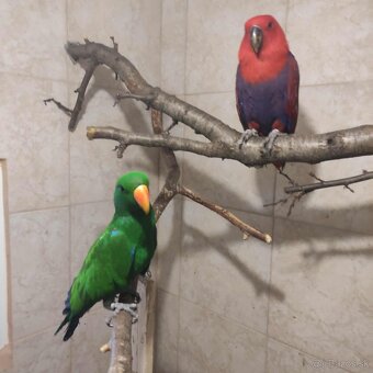 Eklektus rorathus polychloros krotky samček - 5