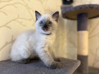 Ragdoll mačiatka - 5