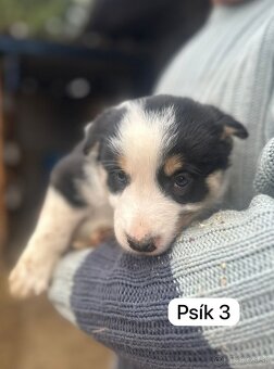 Predám šteniatka border kolie - 5