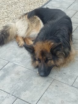 Nemecký ovčiak šteniatka - 5