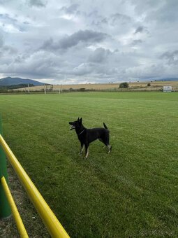 Nemecký ovčiak - 5