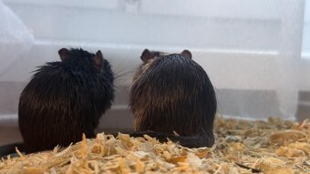 Darujem pieskomilov - 5