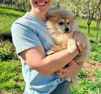 Pomsky - 5