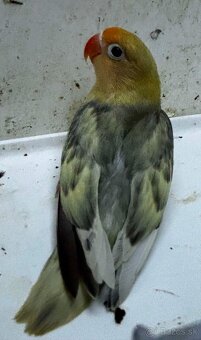 Agapornis fischer - 5