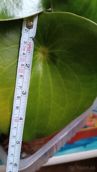 Peperomia - 5
