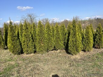 AKCIA Tuja Smaragd 60cm - 0,8€ - 5