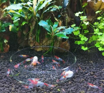 Predám krevetky Neocaridina - 5