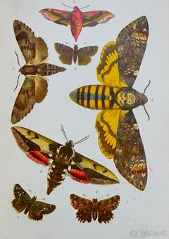 K. EXLER:Motýlové, vydaná 1898, il. kameňotlač - 5