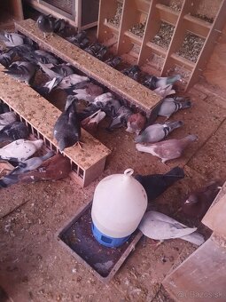 Darujem chovné postove holuby - 5