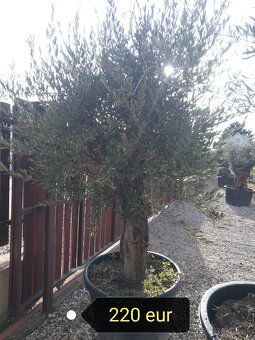 Olivovník Europea - 5