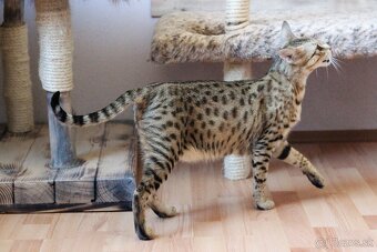 Savannah macka F3 - 5