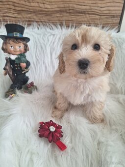 Maltipoo šteniatka, F1 - 5