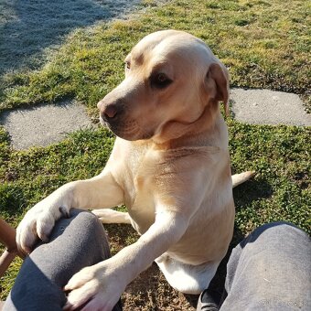 Labrador na krytie - 5