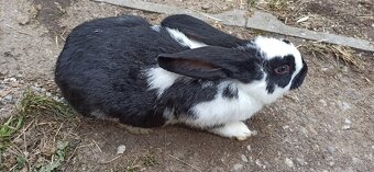 Predám 4 mesačne mladé krížence - 5