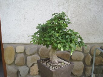 bonsai,bonsaj-hrab 35 - 5