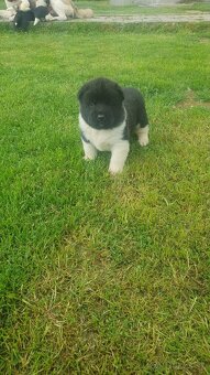 Americka akita - 5