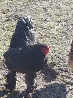 Brahmanka Veľká - 5